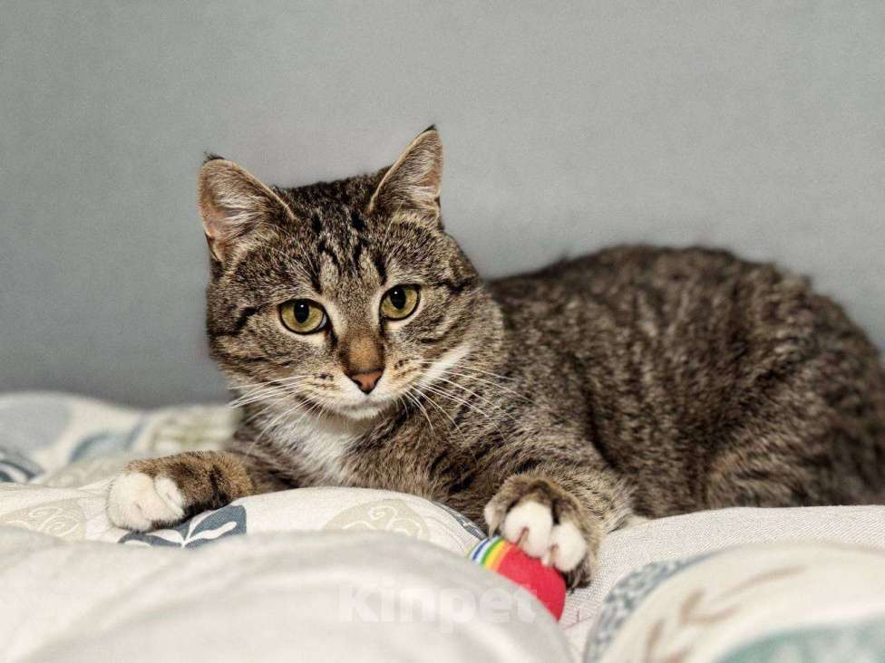 Кошки в Балашихе: Пеппи Девочка, Бесплатно - фото 3