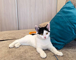 Кошки в Москве: Котёнок Смурфик ищет семью! Мальчик, Бесплатно - фото 5