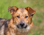 Собаки в Бронницах: Тайгер в поиске дома  Мальчик, 1 руб. - фото 5