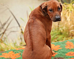 Собаки в Одинцово: Щенок родезийского риджбека. Мальчик. Мальчик, Бесплатно - фото 3