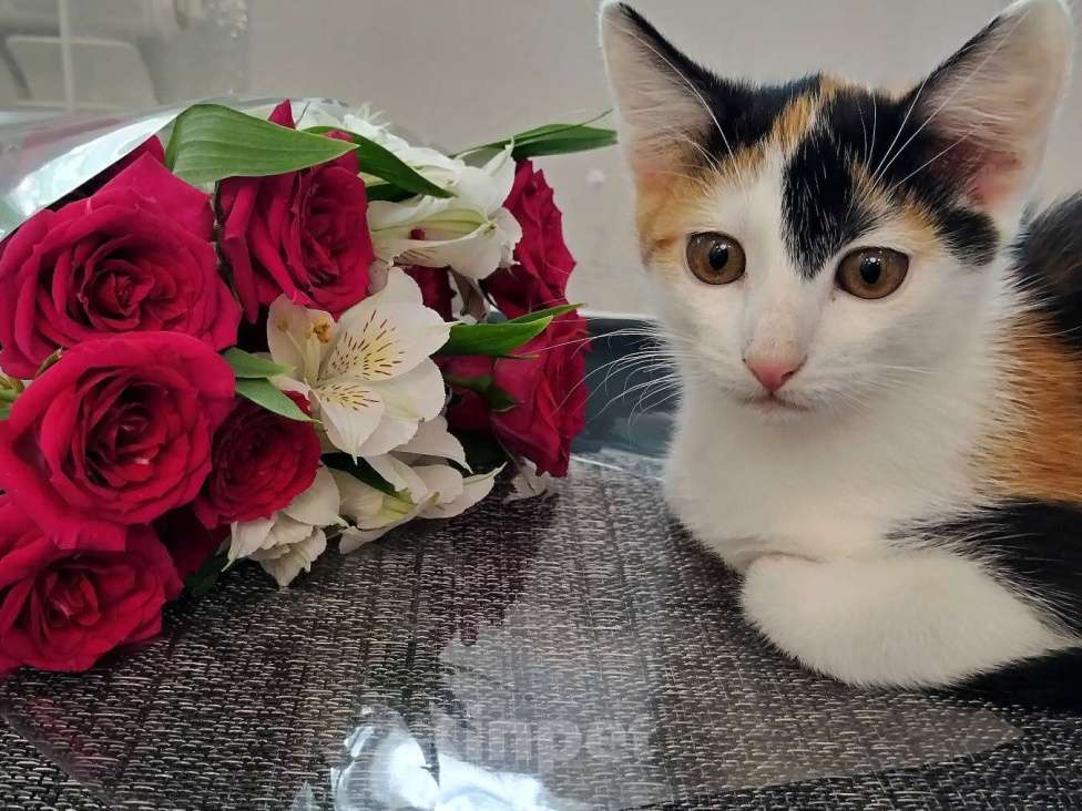 Кошки в других городах Курской области: Котёнок в добрые руки Девочка, Бесплатно - фото 2