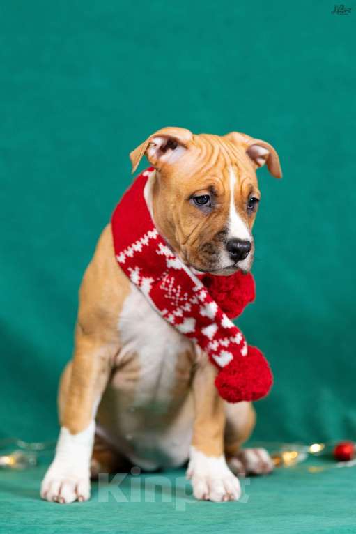 Собаки в Красногорске: Девочка 5 Девочка, 50 000 руб. - фото 2