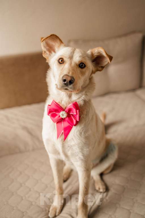 Собаки в Москве: Злата в добрые руки. Девочка, Бесплатно - фото 6