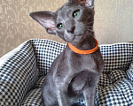 Кошки в Москве: Ориентальная кошка 3 мес Девочка, 37 000 руб. - фото 2