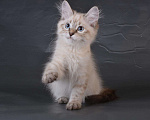 Кошки в Магадане: Элитные котята, 45 000 руб. - фото 1