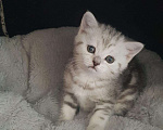 Кошки в Колпашево: Котята шотландские вислоухие, 5 000 руб. - фото 6
