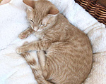 Кошки в Москве: Нежный рыжик котик Кекс ищет дом. Мальчик, 1 руб. - фото 5