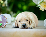 Собаки в Подольске: Щенок золотистого ретривера Мальчик, 85 000 руб. - фото 2