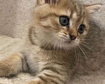 Кошки в Люберцах: Британский котенок Мальчик, 30 000 руб. - фото 1