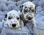 Собаки в Москве: Щенки Далматина от родителей Чемпионов Мальчик, 35 000 руб. - фото 2