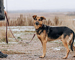 Собаки в Москве: Джой Мальчик, Бесплатно - фото 5