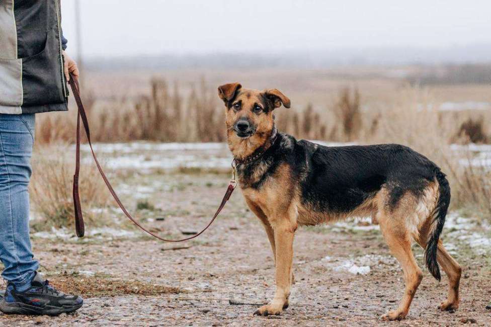 Собаки в Москве: Джой Мальчик, Бесплатно - фото 5