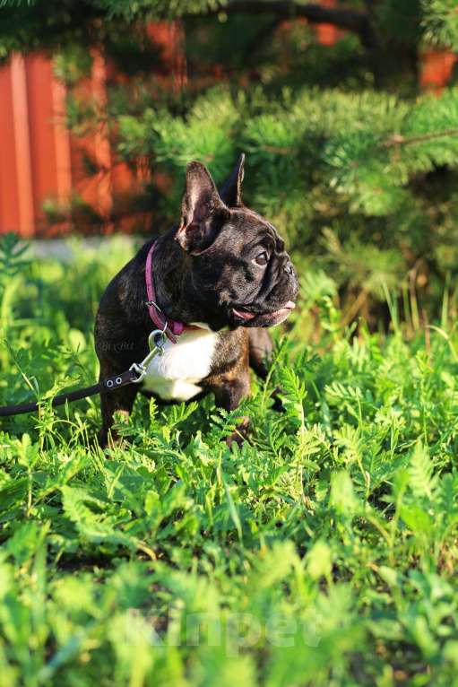 Собаки в Москве: Французский бульдог, девочка, РКФ Девочка, 70 000 руб. - фото 6
