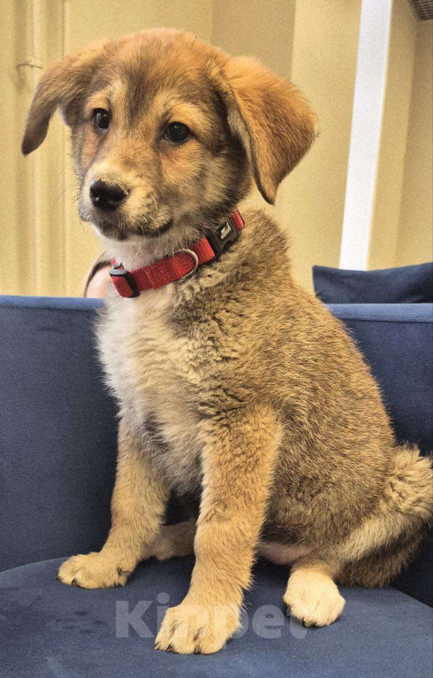 Собаки в Москве: Лилуша Девочка, Бесплатно - фото 5