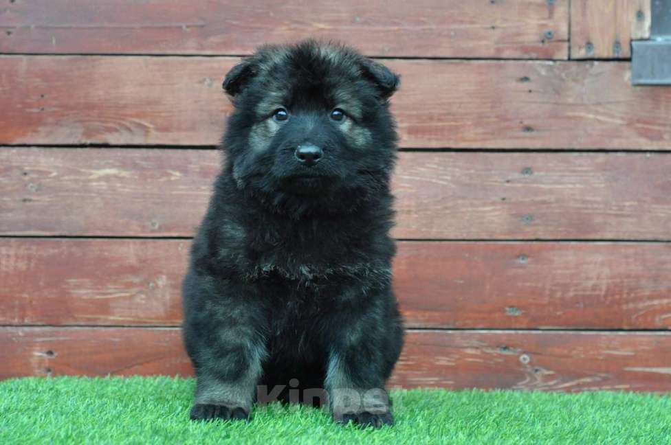 Собаки в Воронеже: Немецкая овчарка длинношерстная черные и зонарные Мальчик, 70 000 руб. - фото 1