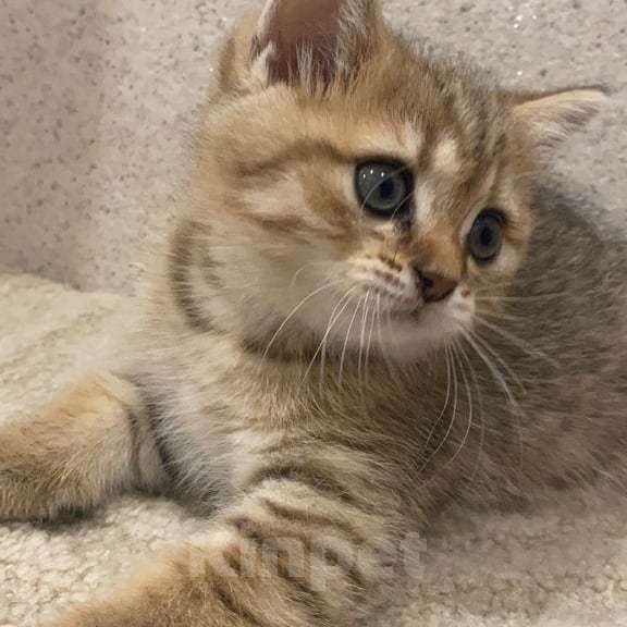 Кошки в Люберцах: Британский котенок Мальчик, 30 000 руб. - фото 1