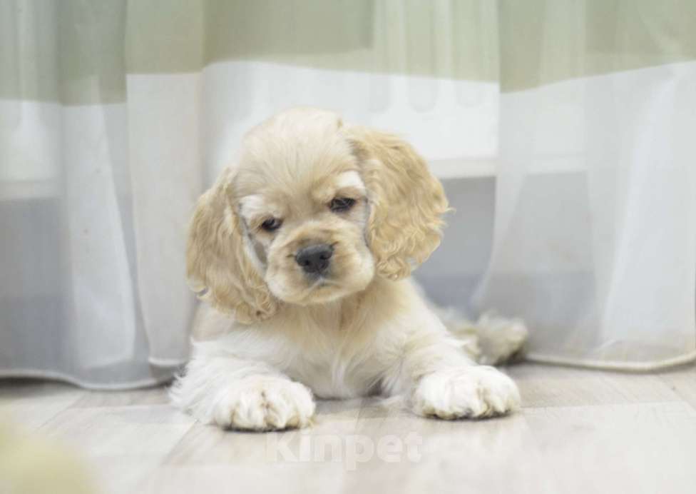 Собаки в Рязани: Кобель палевый кокер спаниель  Мальчик, 100 000 руб. - фото 2