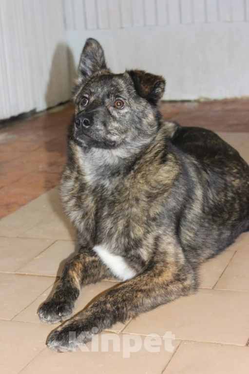 Собаки в других городах Московской области: Красавчик в добрые руки Мальчик, Бесплатно - фото 2