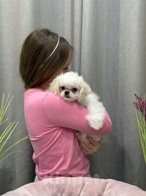 Собаки в Москве: Лакки. Эксклюзивное микро. Мальчик, 150 000 руб. - фото 7