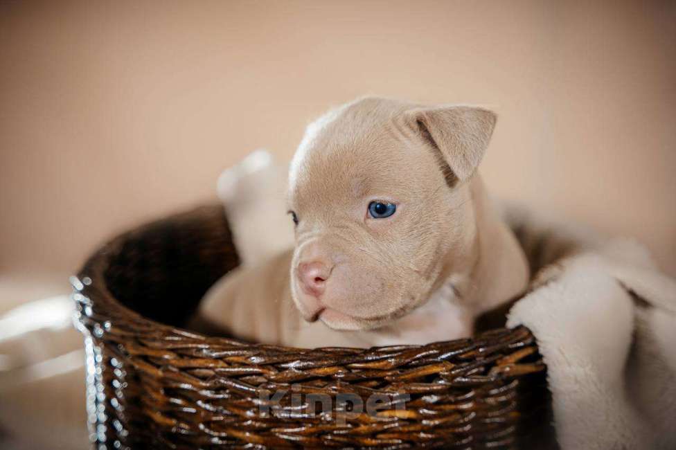 Собаки в Москве: Американский булли щенки  Мальчик, 80 000 руб. - фото 9
