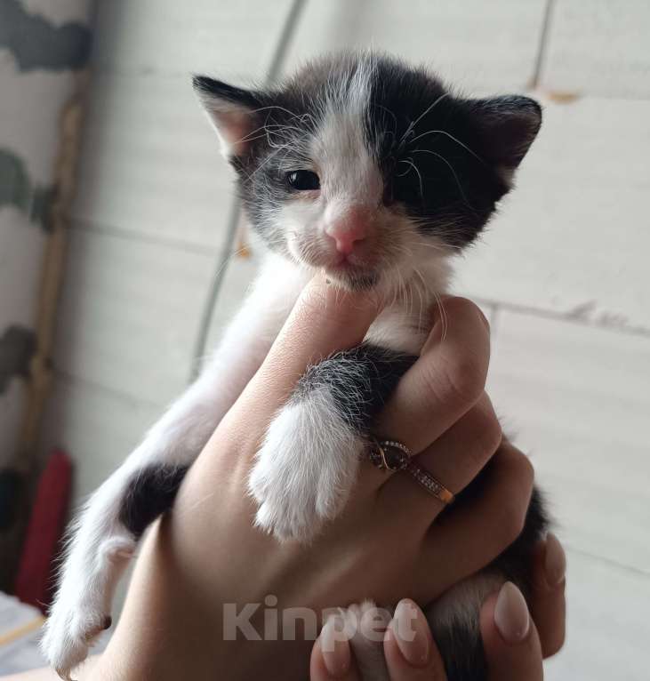 Кошки в других городах Московской области: Котик в семью  Мальчик, Бесплатно - фото 3