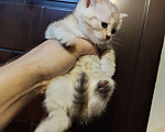 Кошки в Москве: Продаётся шотландский котёнок, скоттиш страйт, окрас бежевый тигровый, девочка. Девочка, 8 000 руб. - фото 2