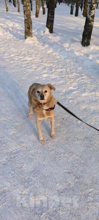 Собаки в Москве: Молодая маленькая Бэлла в добрые руки! Девочка, Бесплатно - фото 6