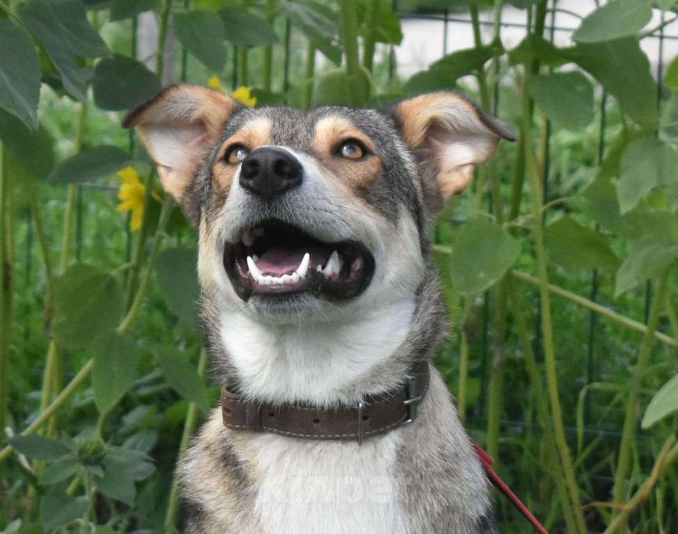 Собаки в Москве: Чара — умница, красавица и просто очаровательная девочка Девочка, 1 руб. - фото 2