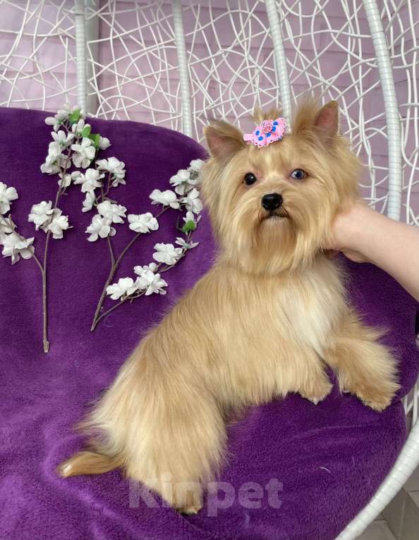 Собаки в Москве: Подрощенный мини йорк девочка голубоглазая Девочка, 100 000 руб. - фото 5