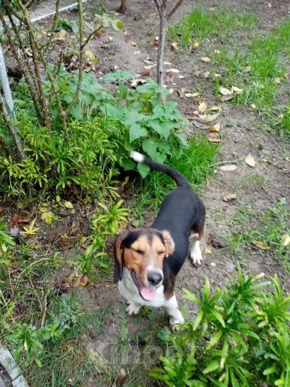 Собаки в Геленджике: Пропала собака Девочка, Бесплатно - фото 1