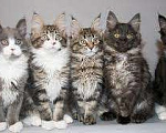 Кошки в Горном-Алтайске: Котята Мейн Куна Девочка, Бесплатно - фото 1