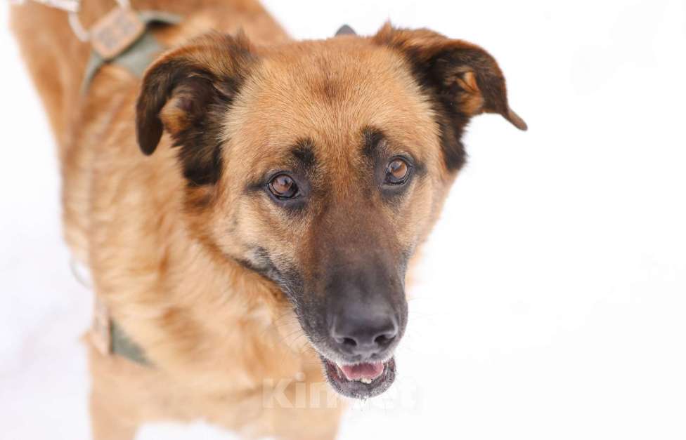 Собаки в Москве: Благодарный добряк пёс Родман в приюте Мальчик, Бесплатно - фото 6