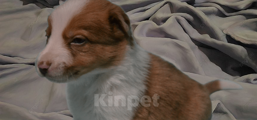 Собаки в Москве: Бордер колли девочка- Огонь Девочка, 120 000 руб. - фото 3