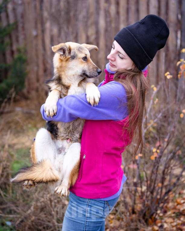 Собаки в Москве: Скромный, небольшой мальчик в добрые руки Мальчик, Бесплатно - фото 3