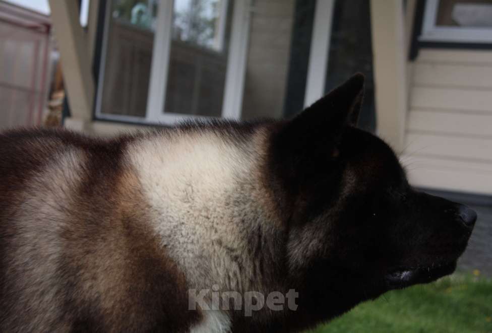 Собаки в других городах Московской области: Американская акита, вязка Мальчик, 10 000 руб. - фото 4