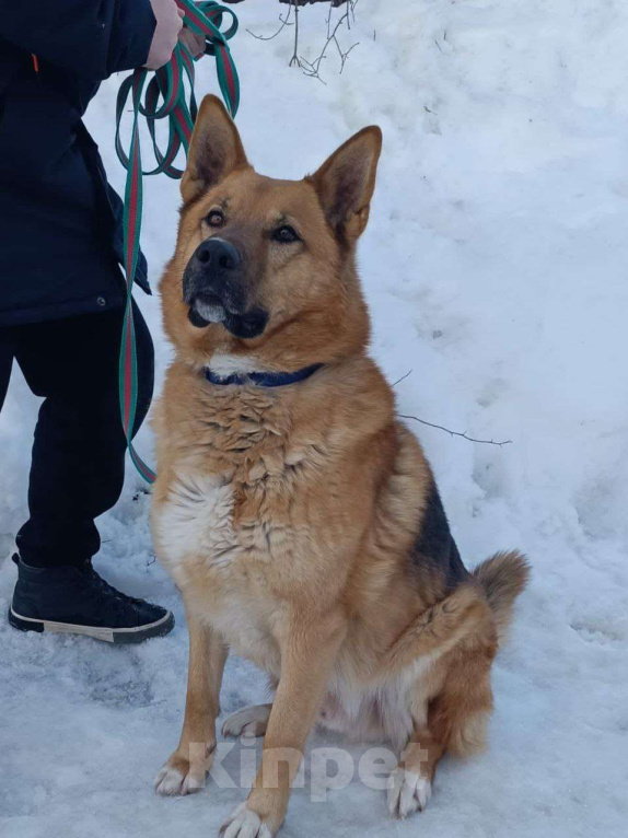 Собаки в Москве: Арчибальд ищет семью, 3 года, Привит, Кастрирован  Мальчик, Бесплатно - фото 2