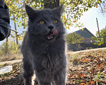 Кошки в Каменске-Шахтинском: Котенок в добрые руки Девочка, Бесплатно - фото 1