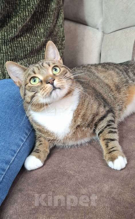 Кошки в Москве: Крупный котик-подросток в добрые руки  Мальчик, Бесплатно - фото 2
