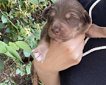 Собаки в Краснодаре: 🐶 Ищем любящих хозяев для щенков! 🐶 Девочка, 100 руб. - фото 1