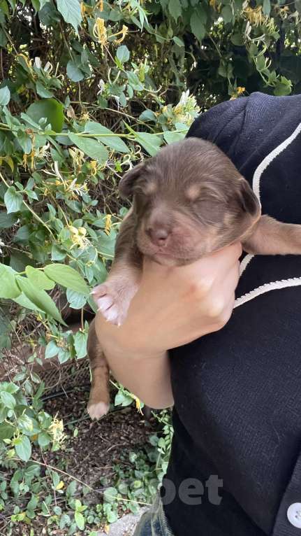 Собаки в Краснодаре: 🐶 Ищем любящих хозяев для щенков! 🐶 Девочка, 100 руб. - фото 1