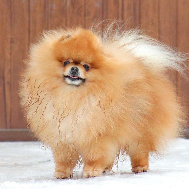 Собаки в Москве: Открыт для вязок шикарный померанский кобель Мальчик, 30 000 руб. - фото 6