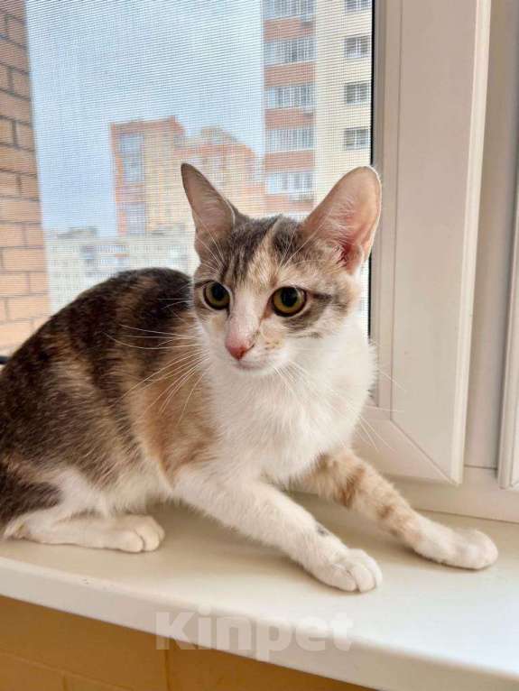 Кошки в Москве: Лика - трехцветная, нежная, теплая, добрая кошка в добрые руки Девочка, Бесплатно - фото 7