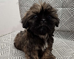Собаки в Кропоткине: Ши-тцу Мальчик, 20 000 руб. - фото 4