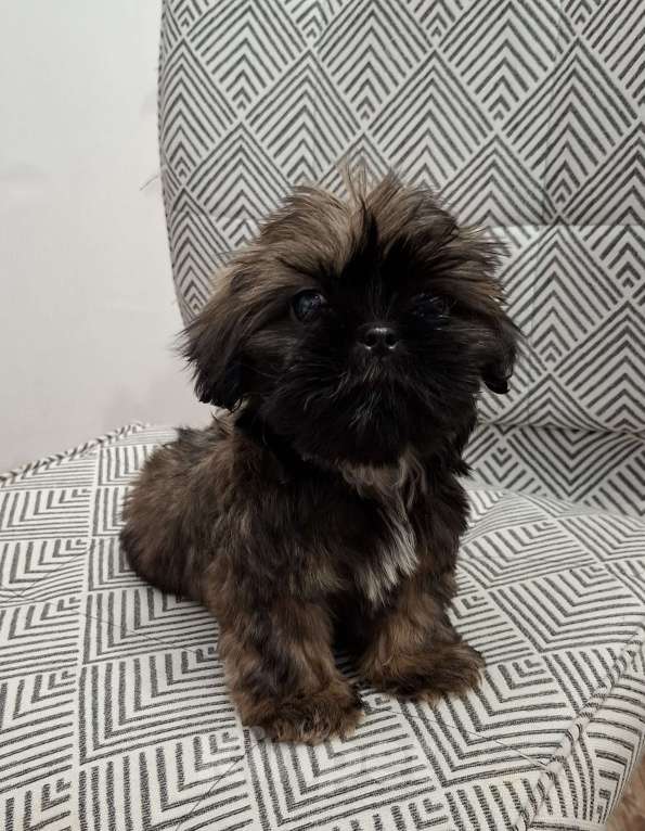 Собаки в Кропоткине: Ши-тцу Мальчик, 20 000 руб. - фото 4