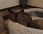 Кошки в Москве: Котята европейской бурманской породы Разнополые, Бесплатно - фото 4
