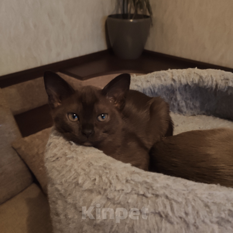 Кошки в Москве: Котята европейской бурманской породы Разнополые, Бесплатно - фото 4