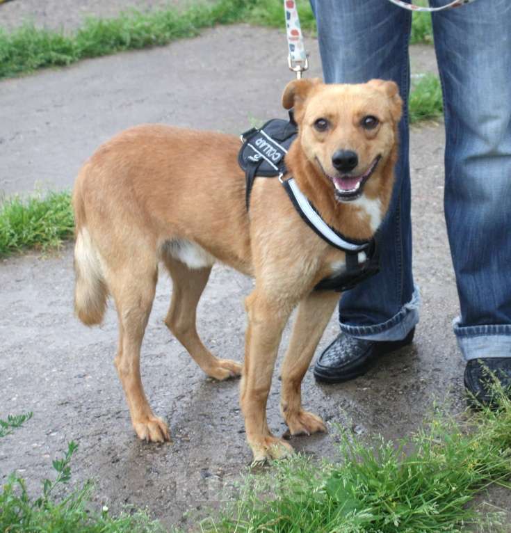Собаки в Москве: Добрый, жизнерадостный Чук мечтает о родной семье и доме! Мальчик, Бесплатно - фото 5