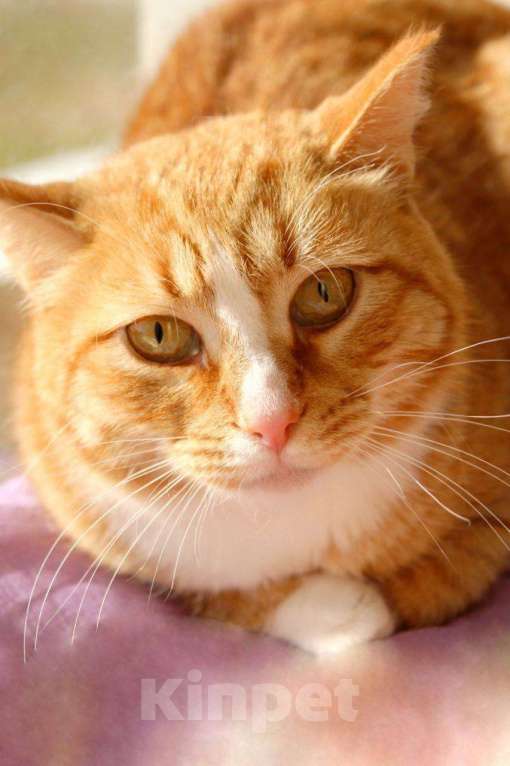 Кошки в Москве: Солнечная кошечка Шани ищет дом Девочка, 1 руб. - фото 2