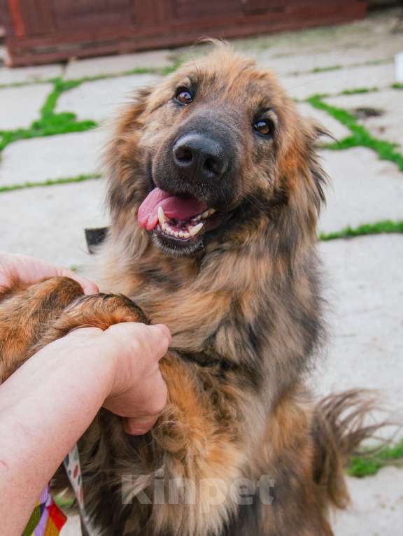 Собаки в Москве: Ласкуша Тигруля в поисках дома и хозяина. Мальчик, Бесплатно - фото 2