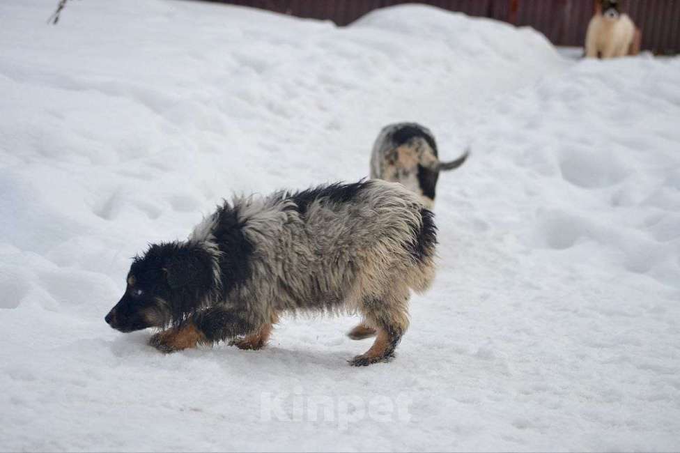 Собаки в Москве: Дети ищут родителей  Девочка, 500 руб. - фото 1